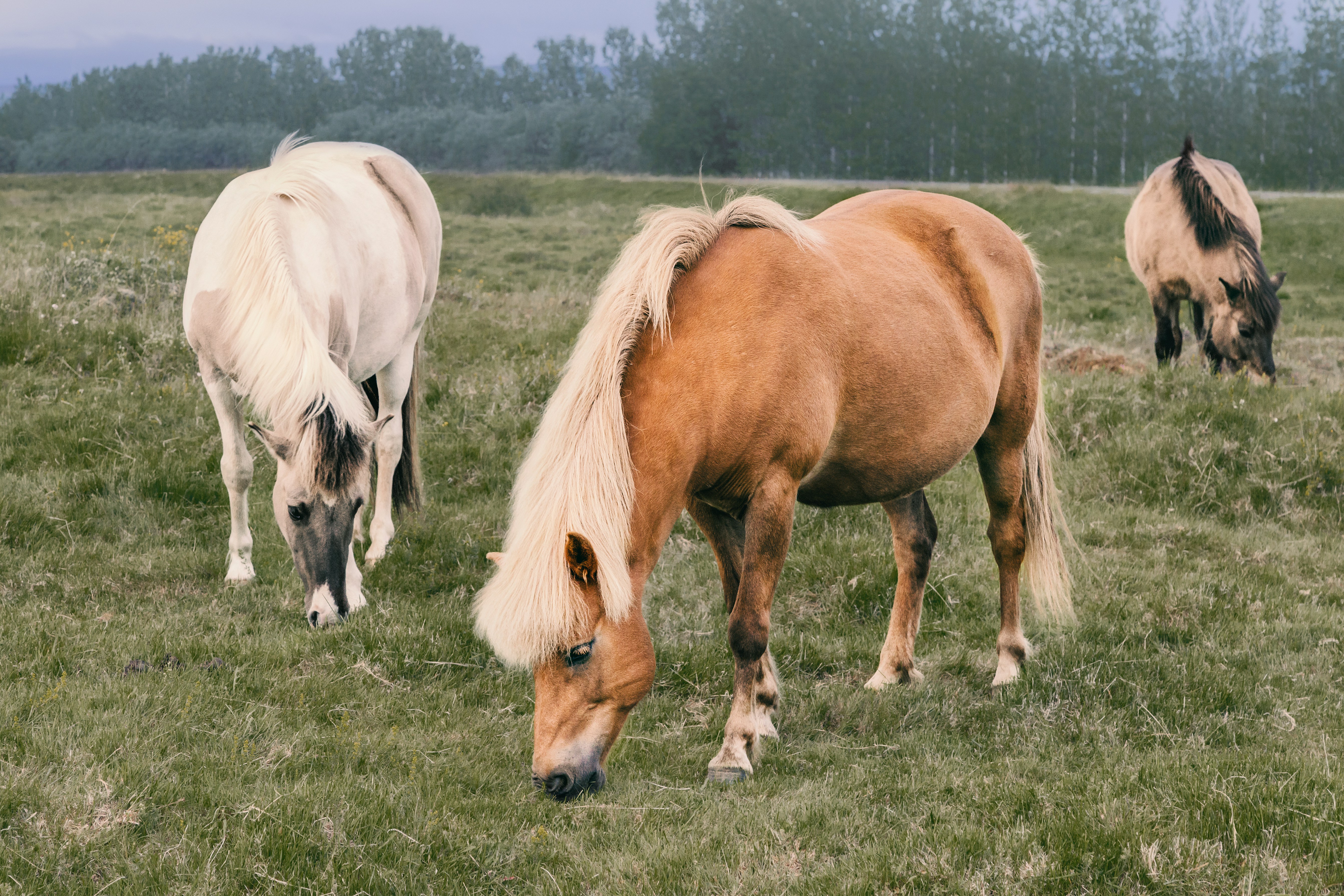 Il mondo dei pony