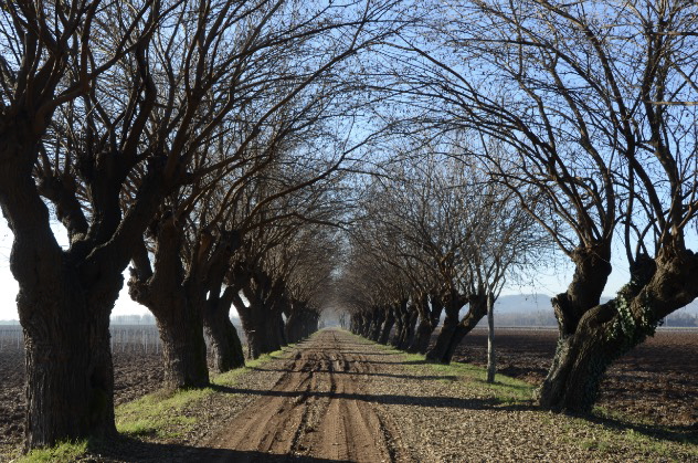 Domenica 24 novembre la città celebra gli alberi con la prima Festa del Gelso