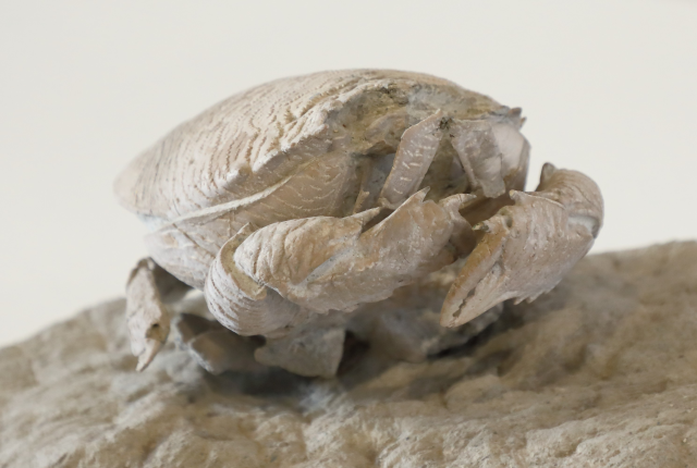La “Regina dei fossili” - Una mostra al museo Zannato sulla scoperta di un granchio fossile unico al mondo