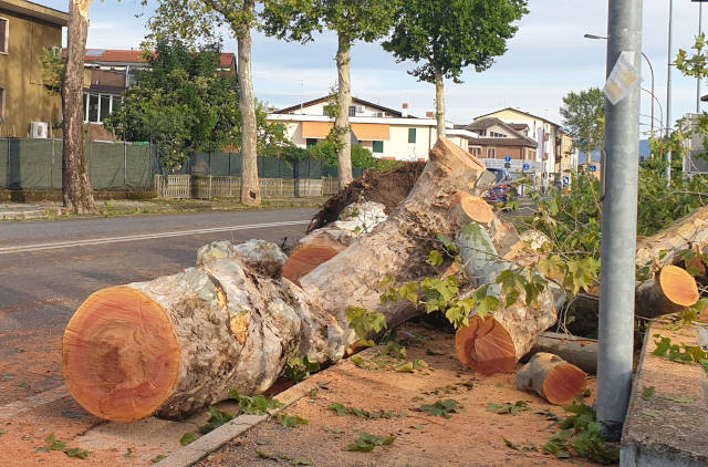 Nubifragio: oltre 500 alberi abbattuti o danneggiati, attivate richieste di risarcimento
